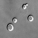 Diferencia entre Saccharomyces cerevisiae y Saccharomyces uvarum