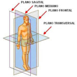 Diferencia entre sagital y medio sagital