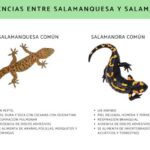 Diferencia entre salamandra y lagarto