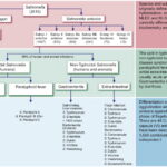 Diferencia entre Salmonella Typhi y Paratyphi