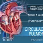 Diferencia entre sangre oxigenada y desoxigenada