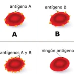 Diferencia entre sangre positiva y negativa