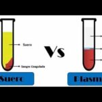 Diferencia entre sangre y plasma