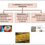 Diferencia entre saprófitos y parásitos