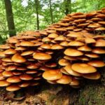 Diferencia entre saprótrofos y saprófitos