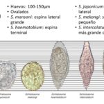 Diferencia entre Schistosoma Mansoni y Haematobium