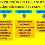 Diferencia entre secreción y excreción