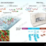 Diferencia entre secuenciación de ARN y microarray
