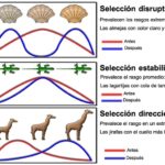 Diferencia entre selección direccional y disruptiva