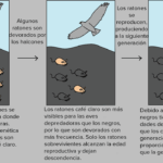 Diferencia entre selección natural y evolución