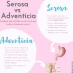 Diferencia entre serosa y adventicia