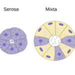 Diferencia entre seroso y mucoso