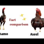 Diferencia entre Shamo y Aseel