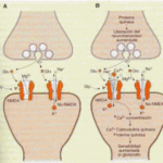 Diferencia entre sinapsis excitatorias e inhibitorias