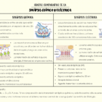 Diferencia entre sinapsis química y eléctrica