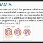 Diferencia entre singamia y triple fusión