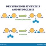 Diferencia entre síntesis por deshidratación e hidrólisis