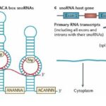 Diferencia entre snRNA y snoRNA