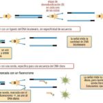 Diferencia entre sonda y cebador