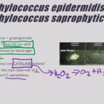 Diferencia entre Staphylococcus epidermidis y Staphylococcus saprophyticus