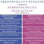 Diferencia entre Streptococcus pyogenes y Streptococcus agalactiae