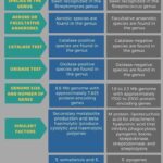 Diferencia entre Streptomyces y Streptococcus