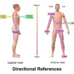 Diferencia entre superior e inferior en anatomía