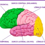 Diferencia entre surco y fisura