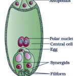 Diferencia entre Synergid y Egg Cell