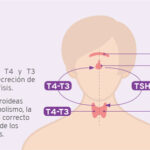 Diferencia entre T3 y T4