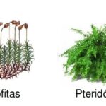 Diferencia entre talofitas briofitas y pteridofitas