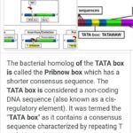 Diferencia entre TATA Box y Pribnow Box