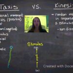 Diferencia entre taxis y kinesis