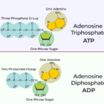 Diferencia entre TCTA y ATPE