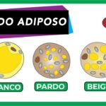 Diferencia entre tejido adiposo marrón y blanco