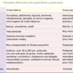 Diferencia entre tejido adiposo unilocular y multilocular
