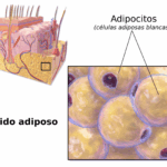 Diferencia entre tejido areolar y adiposo
