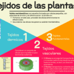 Diferencia entre tejido meristemático y tejido fundamental