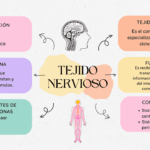 Diferencia entre tejido nervioso y sistema nervioso