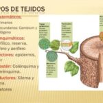 Diferencia entre tejido permanente simple y tejido permanente complejo
