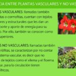 Diferencia entre tejido vascular y avascular