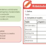 Diferencia entre tejido vegetal y animal