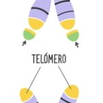 Diferencia entre telómero y telomerasa
