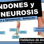 Diferencia entre tendón y aponeurosis