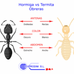 Diferencia entre termitas y hormigas blancas