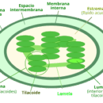 Diferencia entre tilacoide y estroma