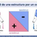 Diferencia entre tinción y colorante en histología