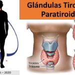 Diferencia entre tiroides y paratiroides