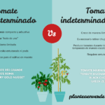 Diferencia entre tomates determinados e indeterminados