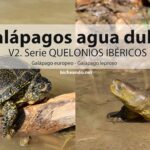Diferencia entre tortuga y galápago